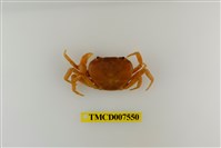 藏品(蔡氏澤蟹)的圖片